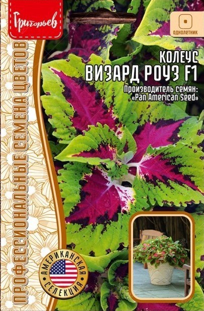 Колеус Визард Роуз F1 однолетник 5шт (Ред.Сем)