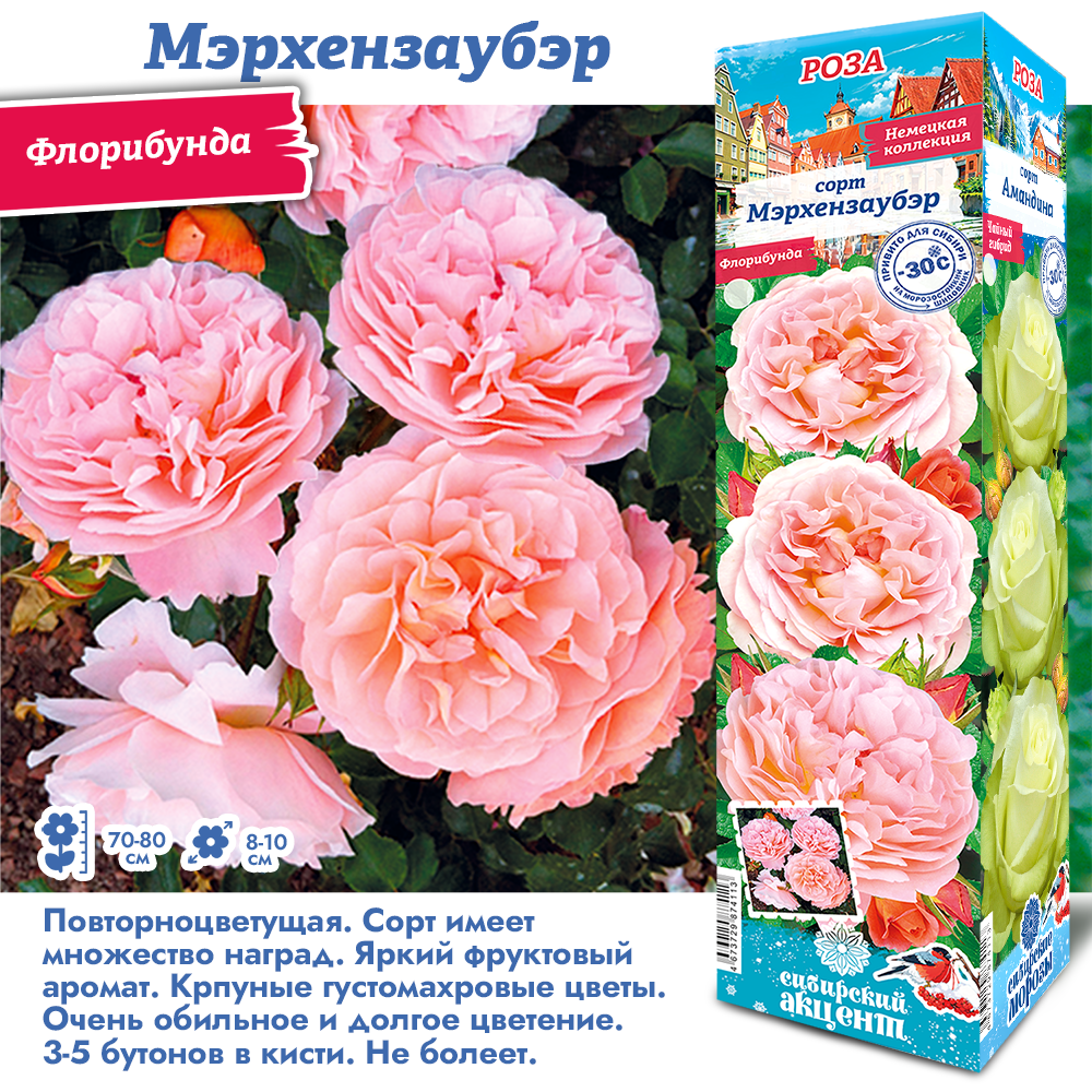 Роза Мерхензаубэр (Флорибунда) 1шт (Сиб сад)