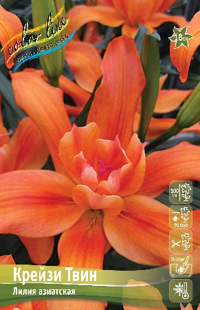 Лилия Крейзи Твин (Азиатская/Махровая) 12/14 1шт (Колорлайн)
