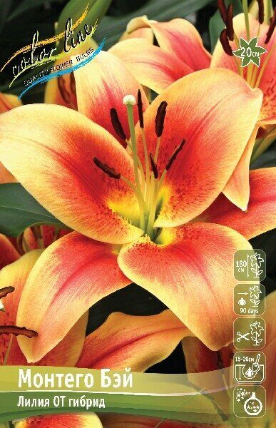 Лилия Монтего Бэй (ОТ гибрид) 16/18 3шт (Колорлайн)