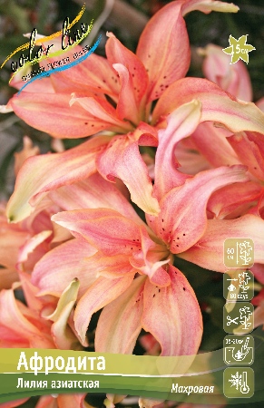 Лилия Афродита (Азиатская/Махровая) 16/18 3шт (Колорлайн)