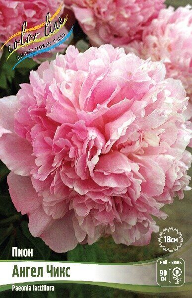 Пион Ангел Чикс 2/3 1шт (Колорлайн)