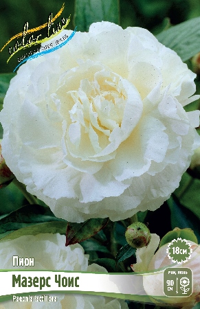 Пион Мазерс Чоис 2/3 1шт (Колорлайн)