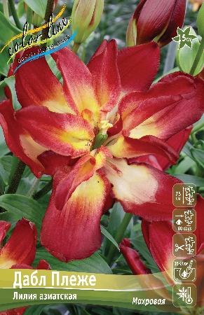Лилия Дабл Сенсейшн (Азиатская/Махровая) 12/14 1шт (Колорлайн)