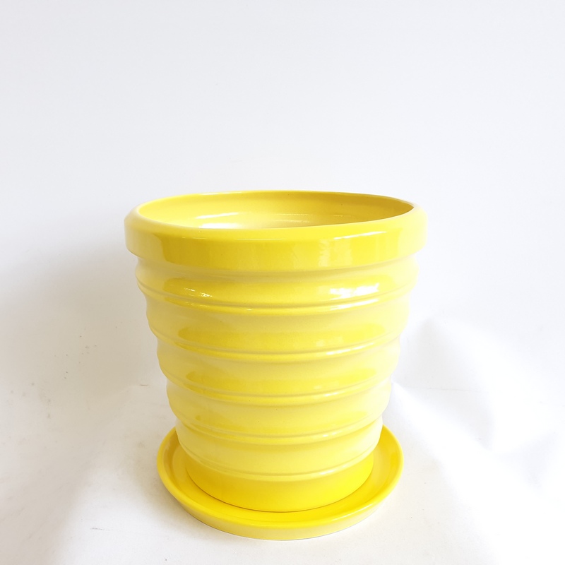 Бамбук Желтый №2 5,5л (в.21,8 д.23) (В)