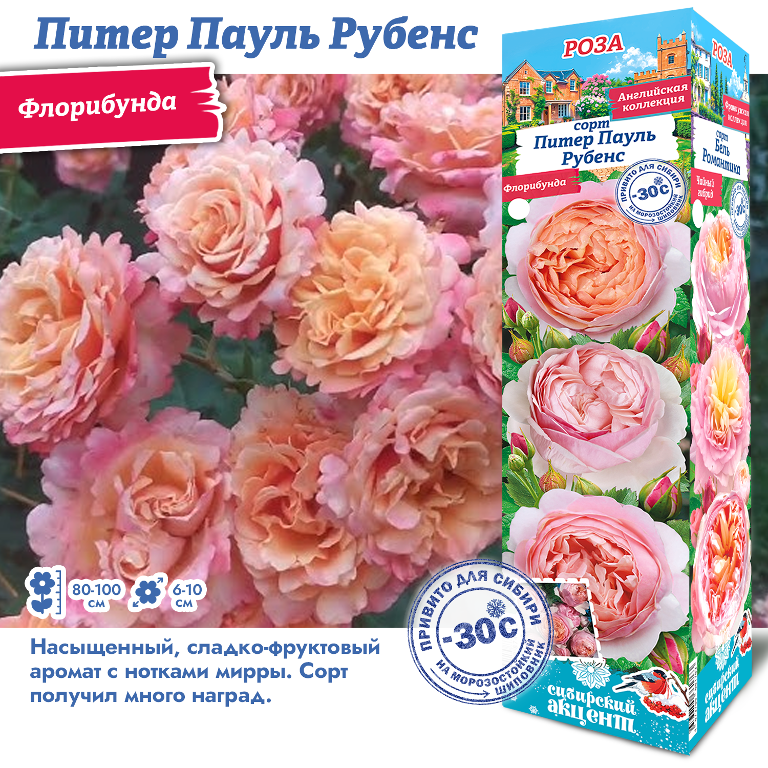 Роза Питер Паульс Рубенс (Флорибунда) 1шт (Сиб сад)