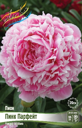 Пион Пинк Парфейт 2/3 1шт (Колорлайн)