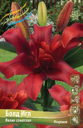 Лилия Болд Игл (Азиатская/Махровая) 12/14 1шт (Колорлайн)