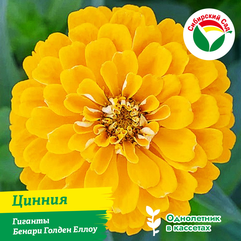 Цинния Гиганты Бенари Голден Еллоу 1шт (ящик/Р9*24шт/Р9*8шт)