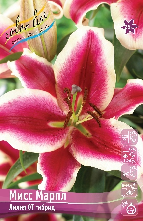 Лилия Мисс Марпл (OT гибрид) 16/18 3шт (Колорлайн)
