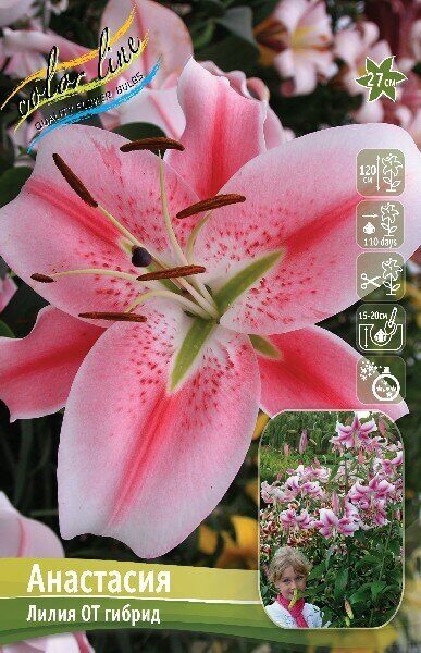 Лилия Анастасия (OT гибрид) 12/14 1шт (Колорлайн)