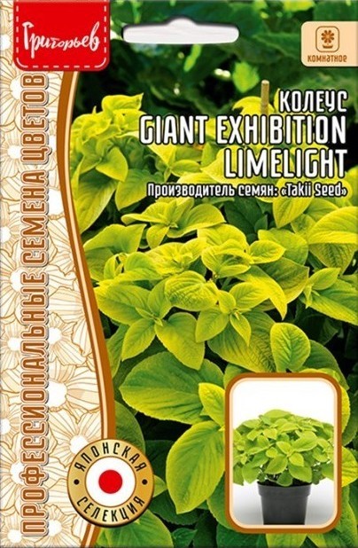 Колеус Giant Exhibition Limelight  3шт (Ред.сем)