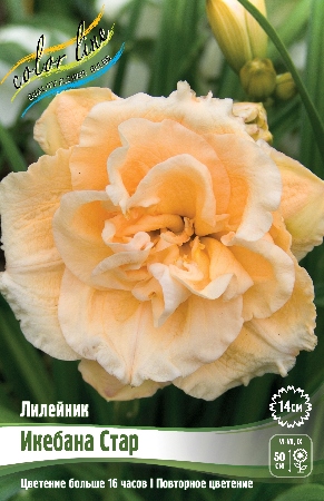 Лилейник Икебана Стар 1шт (Колорлайн)