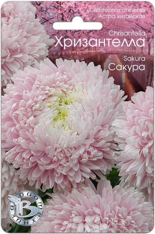 Астра ХРИЗАНТЕЛЛА Сакура однолетник 30шт (Биотехника)