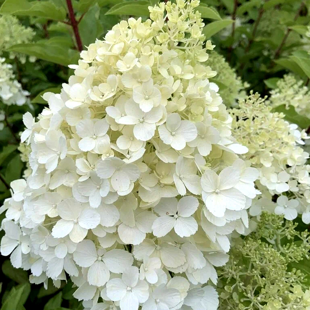 Гортензия Полярный Медведь (Метельчатая) (туба Р9) 1шт (Колорлайн)