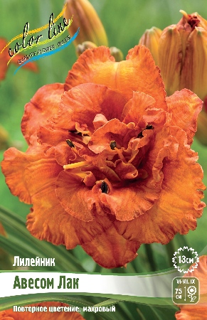 Лилейник Авесом Лак 1шт (Колорлайн)