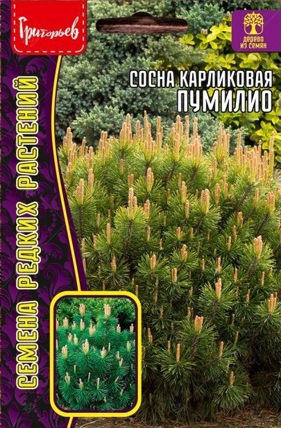 Сосна Пумилио карликовая 10шт (Ред.сем)
