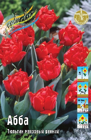 Тюльпан Абба 11/12 3шт (Колорлайн)
