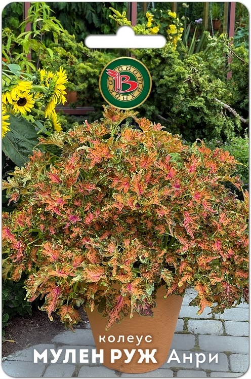 Колеус Мулен Руж Анри компактный фистончатолистный 10шт (Биотехника)