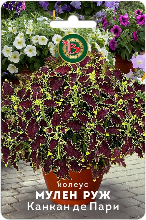 Колеус Канкан де Пари компактный фистончатолистный 10шт (Биотехника)