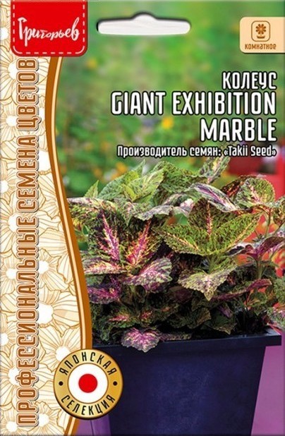 Колеус Giant Exhibition Marble  3шт (Ред.сем)