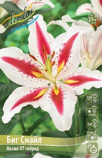 Лилия Биг Смайл (Восточный гибрид) 16/18 3шт (Колорлайн)
