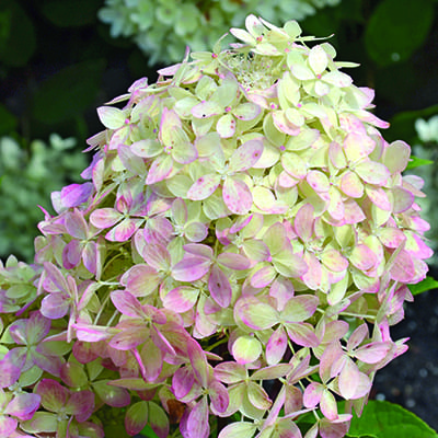 Гортензия ХS Лайт (Метельчатая) 1шт (Поиск)