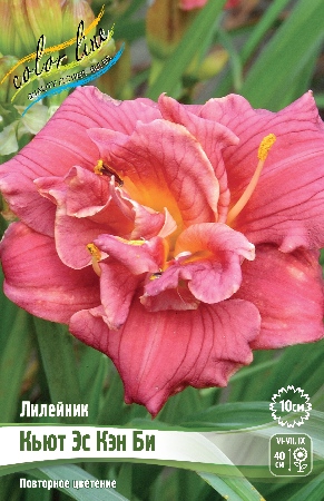 Лилейник Кьют Эс Кэн Би 1шт (Колорлайн)