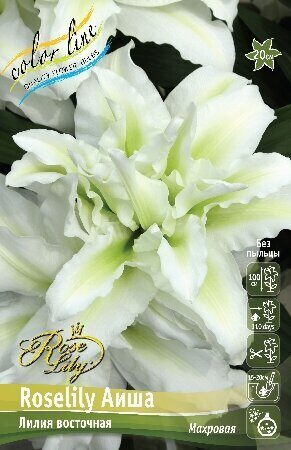 Лилия ROSELILY Аиша (Восточная/Махровая) 16/18 2шт (Колорлайн)