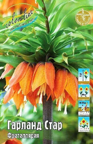 Фритиллярия Гарланд Стар 18/20 1шт (Колорлайн)