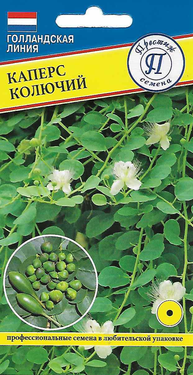 Каперс колючий многолетник 3шт (Престиж)