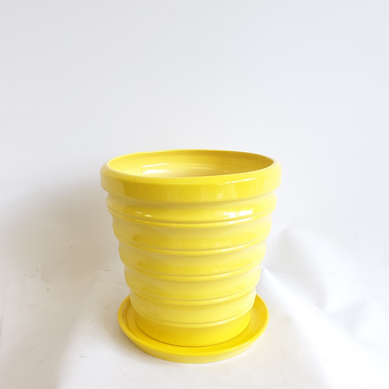 Бамбук Желтый №3 2,8л (в.18,3 д.19) (В)