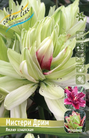 Лилия Мистери Дрим (Азиатская/Махровая) 10/12 3шт (Колорлайн)