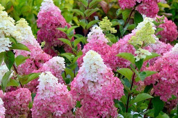 Гортензия Фрайз Мелба (Метельчатая) 1шт (Поиск)