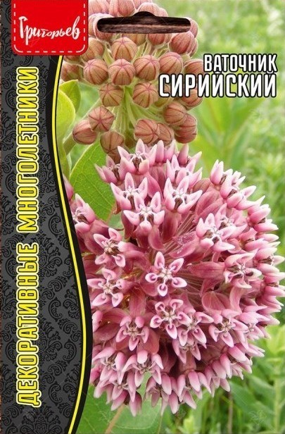 Ваточник Сирийский многолетник 15шт (Ред.Сем)