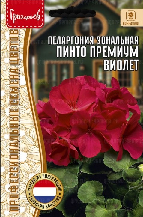 Пеларгония Пинто Премиум Виолет зональная 3шт (Ред.Сем)