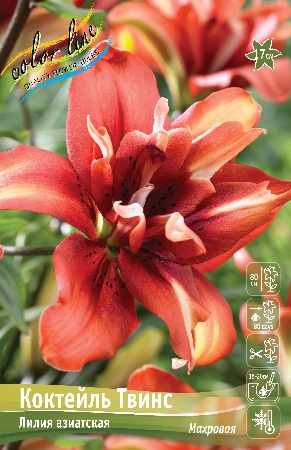 Лилия Коктейль Твинс (Азиатская/Махровая) 12/14 1шт (Колорлайн)