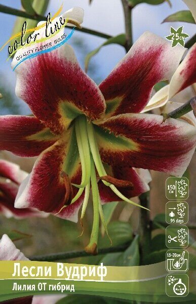 Лилия Лесли Вудриф (OT гибрид) 12/14 1шт (Колорлайн)
