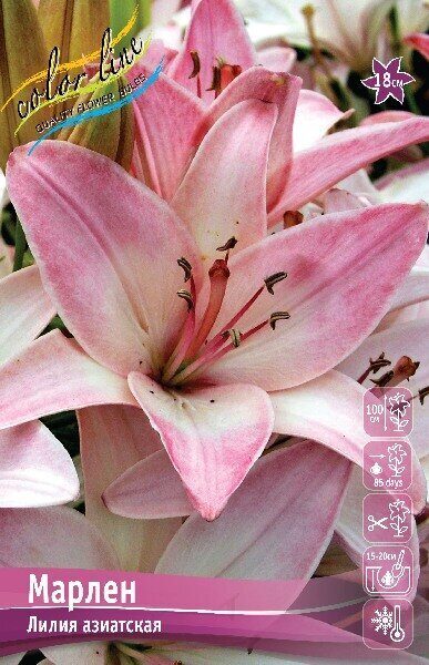 Лилия Марлен (Азиатский гибрид) 16/18 3шт (Колорлайн)