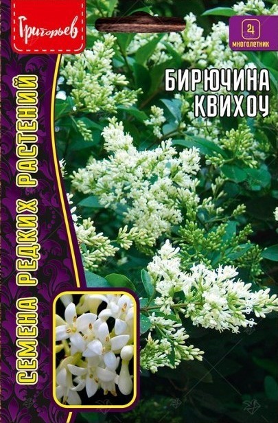 Бирючина Квихоу 10шт (Ред.Сем)