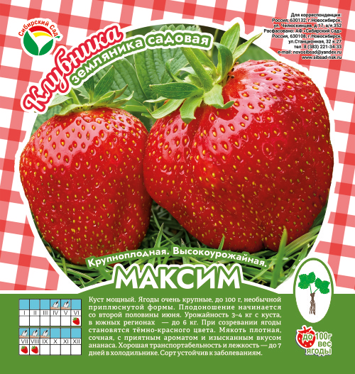 Клубника Максим А 10шт/пучок (Сиб сад)