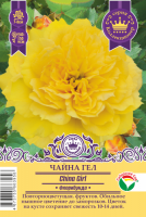 Роза Чайна Гел (Флорибунда) 1шт (Сиб сад)