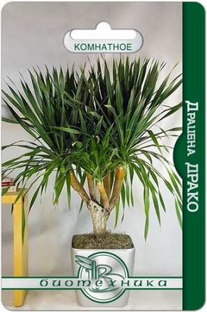 Драцена Драко 5шт (Биотехника)