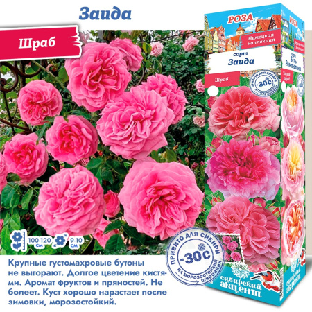 Роза Заида (Шраб) 1шт (Сиб сад)