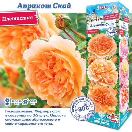 Роза Априкот Скай (Плетистая) 1шт (Сиб сад)