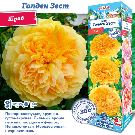 Роза Голден Зест (Шраб) 1шт (Сиб сад)