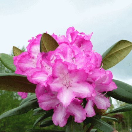 Рододендрон Блюретта 1шт (Поиск)