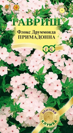 Флокс Друм Примадонна Элитная клумба 8шт (Гавриш)