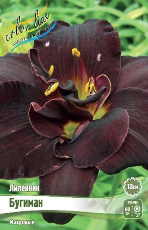 Лилейник Бугиман 1шт (Колорлайн)