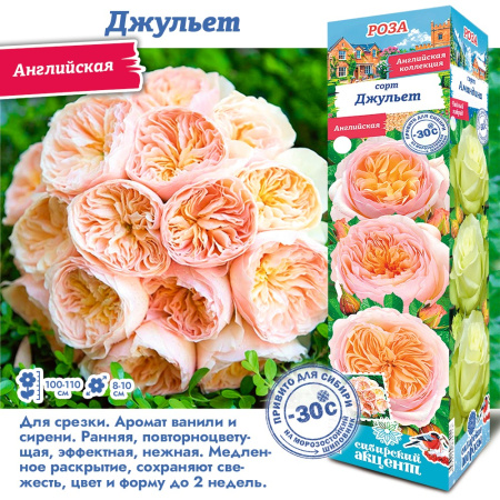 Роза Джульет (Английская) 1шт (Сиб сад)